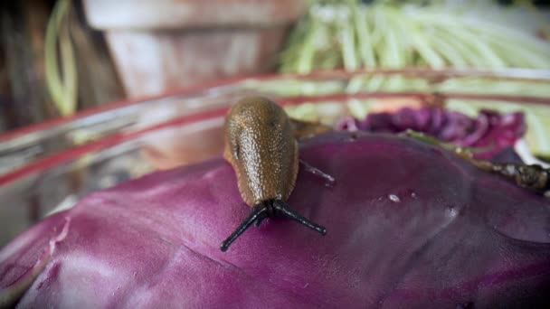 在生物大碗里的西班牙鼻涕虫Arion Vulgaris的特写镜头 吃红色卷心菜叶子并在宏观画面中移动 — 图库视频影像