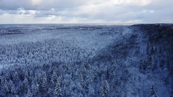 冬の無限の果てしないスプルースの森を飛行するドローン 初期の寒い冬 — ストック動画