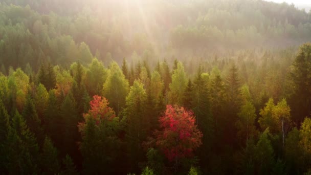 日出时的秋天森林美丽的空中风景 阳光普照 初秋落叶森林令人叹为观止的秋天色彩 — 图库视频影像
