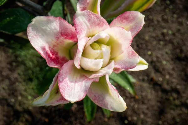 Rosa Flor Roja Liliy Flowe Jardín Rico Color Saturado Fondo Fotos De Stock