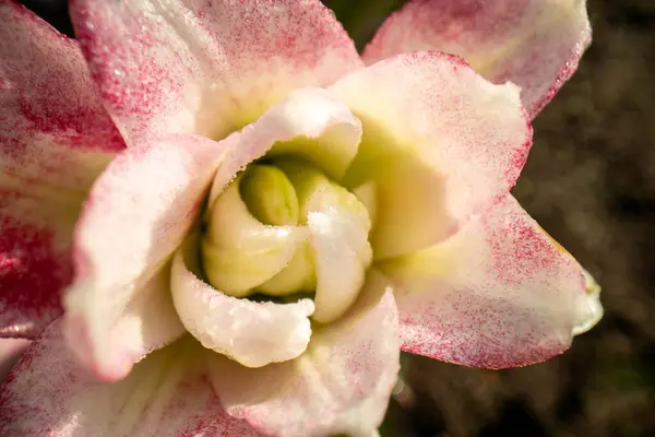 Fioritura Rosa Liliy Flowe Giardino Ricco Colore Saturo Sfondo Astratto Immagine Stock