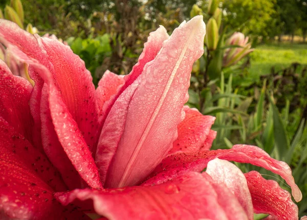 Rosa Fioritura Rossa Liliy Flowe Giardino Ricco Colore Saturo Sfondo Fotografia Stock