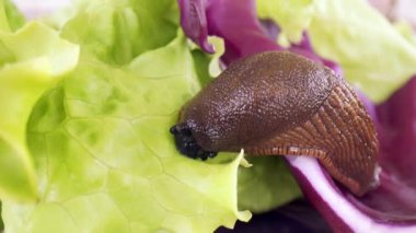 İspanyol sümüklüböceği yeşil marul yaprakları yiyor ve marulun etrafında dolaşıyor. Arion vulgaris Arion lusitanicus. Doğadaki gastropodlar,