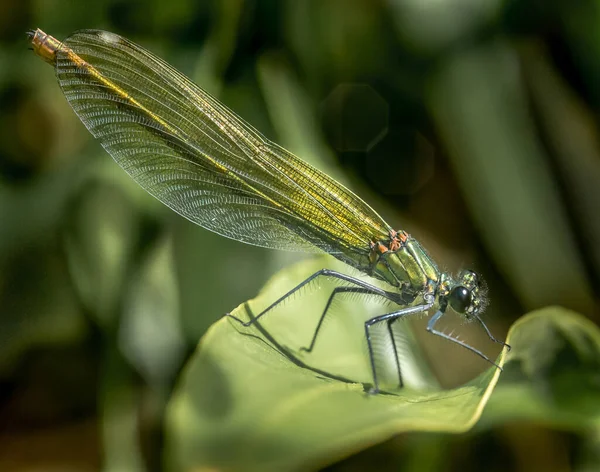 Una Libélula Verde Sienta Sobre Una Planta Verde Descansa Insectos Fotos De Stock Sin Royalties Gratis