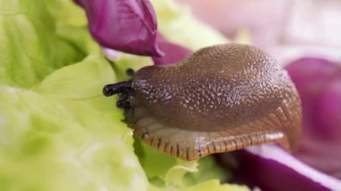 İspanyol sümüklüböceği yeşil marul yaprakları yiyor ve marulun etrafında dolaşıyor. Arion vulgaris Arion lusitanicus. Doğadaki gastropodlar,