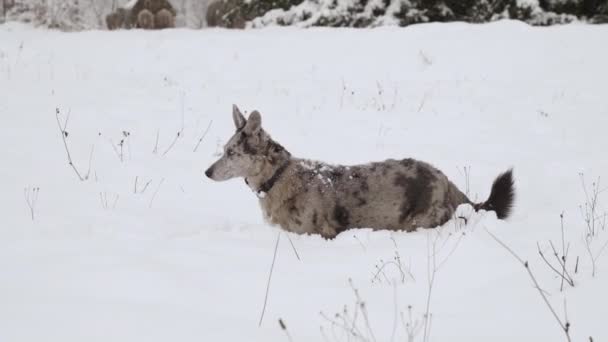 Δύο Μικτής Φυλής Σκυλιά Που Παίζουν Ένα Χιονισμένο Πεδίο Μια — Αρχείο Βίντεο