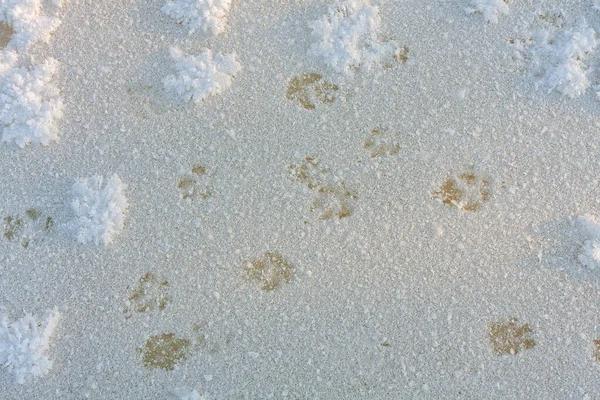Свіжий Сніг Слідами Тварин Високоякісна Фотографія Стокове Фото