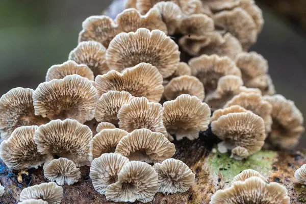 Colonia Funghi Albero Caduto Funghi Una Vecchia Foresta Naturale Natura Immagine Stock