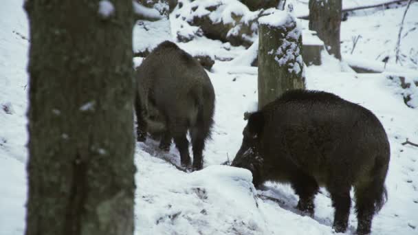 겨울에 스크로파라는 멧돼지 마리가 속에서 음식을 있습니다 클로즈업 야생의 멧돼지가 — 비디오