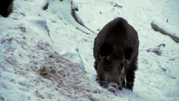 멧돼지 스크로파 겨울에 눈에서 음식을 클로즈업 멧돼지가 — 비디오