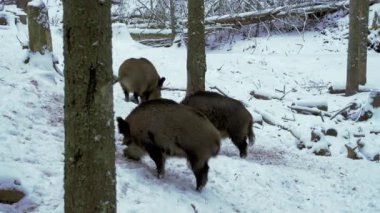 Yaban domuzları, Sus Scrofa, kışın, karda yiyecek arıyorlar. Yakın plan. Bir yaban domuzu burnu ile kar kazar. Derin bir kar, soğuk bir kış sabahı, vahşi hayvanların görüntüleri..