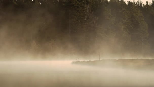 Primavera Nella Foresta Europea Mattina Presto Riva Lago Nebbia Alza — Video Stock