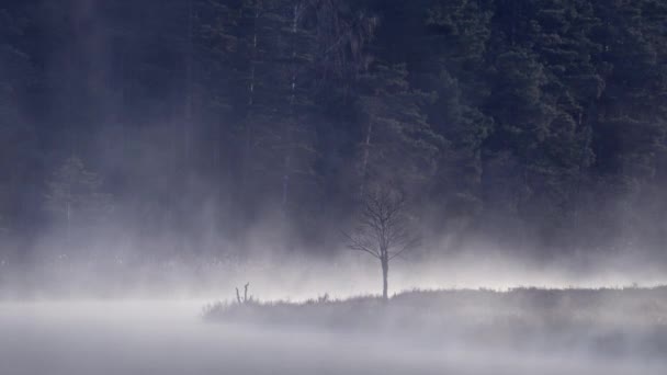 Spring European Forest Early Morning Lake Mist Rises Swamp Lake — Stock Video