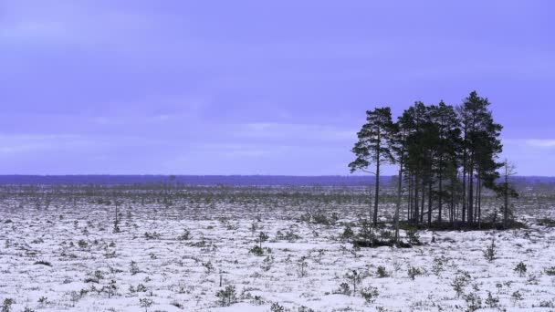 广阔的沼泽冬季景观与一个森林小岛 自然界多云的天气 欧洲的天性纪录片拍摄 Prores视频 — 图库视频影像
