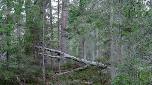 老森林 欧洲古老的森林 有高大的古树 森林里一棵大的倒下的树 欧洲性质 — 图库视频影像