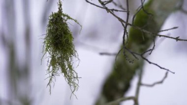 Yeşil bir liken bir ağaç dalına asılı ve rüzgarda sallanıyor. Arka planda, yer ormandaki karla kaplı..