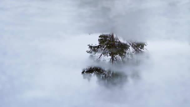Çam Ağacı Eriyen Buzdaki Ahşabın Yansıması Geçen Bahar Isı Kış — Stok video