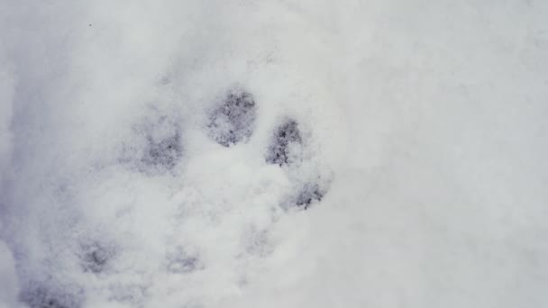 Ein Luchs Fußabdruck Schnee Europäische Natur Winter Hochwertiges Prores Filmmaterial — Stockvideo