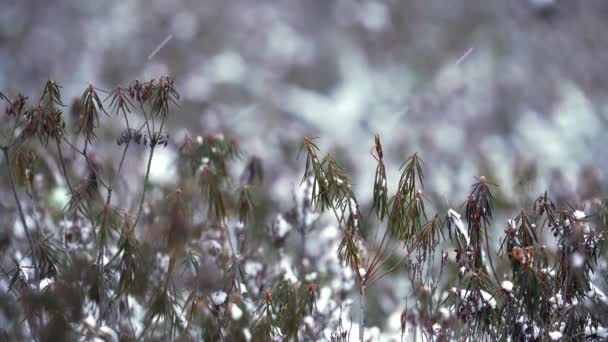 Labrador Nella Palude Prima Neve Nella Palude Vegetazione Paludosa Inverno — Video Stock