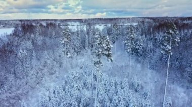 Karla kaplı donmuş bir ormanın havadan görünüşü. Kamera hareketi ileriye bakıyor ve sonra aşağıya bakıyor. Yukarıdan aşağıya dron görüntüsü. Kışın Güzel Orman 4k ProRes