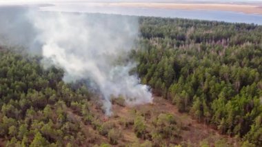 Hava görüntüsü. Orman yangını. Kalın duman ağaçların üzerinden yükseliyor. Çalıları yakarak korunan doğal alanların yönetimi. Çam ağaçlarıyla kaplı bir bataklık. 4K, ProRes videosu. Yüksek kalite 4k görüntü
