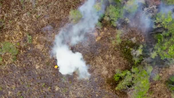 Hava Görüntüsü Orman Yangını Kalın Duman Ağaçların Üzerinden Yükseliyor Çalıları — Stok video