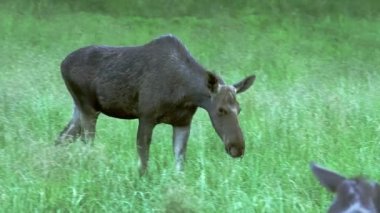 Geyik, Alces, baharda yeşil bir orman çayırında yürüyor. Yetişkin dişi geyik. Avrupa doğası. Belgesel görüntüleri.