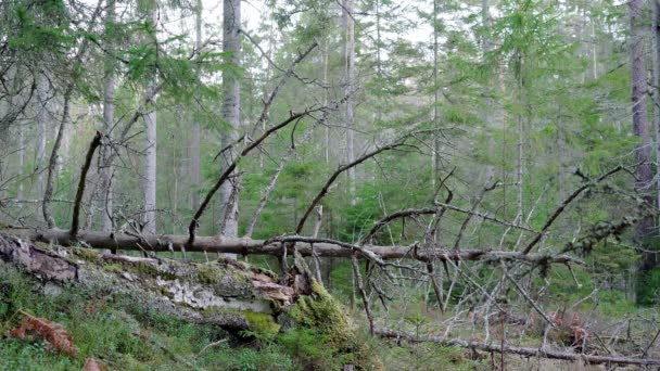 Vieille Forêt Une Vieille Forêt Européenne Protégée Avec Grands Arbres — Video