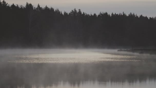 Frühling Europäischen Wald Früh Morgen See Morgens Steigt Nebel Aus — Stockvideo