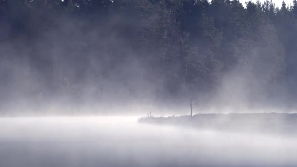 Primavera Bosque Europeo Temprano Mañana Junto Lago Niebla Levanta Del — Vídeo de stock