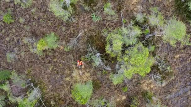 Ein Waldarbeiter Schutzausrüstung Mit Trimmer Schneidet Kleine Kiefern Einem Überwucherten — Stockvideo