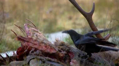 Boynuzları olan ölü kırmızı geyik Cervus Elaphus kurtlar tarafından öldürüldü, köpek lupus. Ölü geyik çayırda yerde yatıyor. Avrupa doğası. Yüksek kalite 4k görüntü