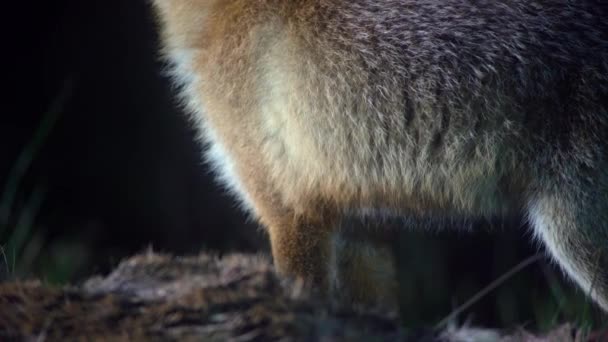 一只野生的红狐狸 吃死鹿 环顾四周 夜晚的野生动物 拍摄记录片 高质量的4K镜头 — 图库视频影像