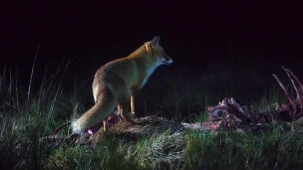 Una Volpe Rossa Selvatica Avvoltoi Mangia Cervo Morto Guarda Intorno — Video Stock