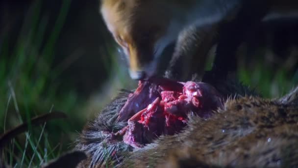 Wild Red Fox Vulpes Vulpes Eats Dead Deer Looks Red — Stock Video