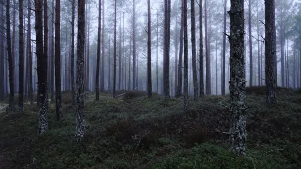 Een Somber Mistig Dennenbos Bos Het Voorjaar Vroeg Ochtend Boslandschap — Stockvideo