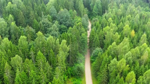Vista Aérea Floresta Com Estrada Florestal Floresta Verde Crescimento Verão — Vídeo de Stock