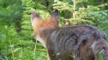 Kızıl tilki, vulpes vulpes, ormanda yakın plan. Belgesel doğası. Yaz boyunca bir tilki ormanda yürür. Yüksek kalite 4k görüntü