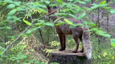 Kızıl tilki, vulpes vulpes, ormanda bir kütüğün üzerinde durur ve çevreyi izler. Belgesel doğası. Yaz boyunca bir tilki ormanda yürür. Yüksek kalite 4k görüntü