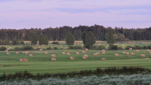 Jordbrukslandskap Med Höfrallor Mown Naturlig Äng Med Höfrallor Sommarlandskap Sommar — Stockvideo