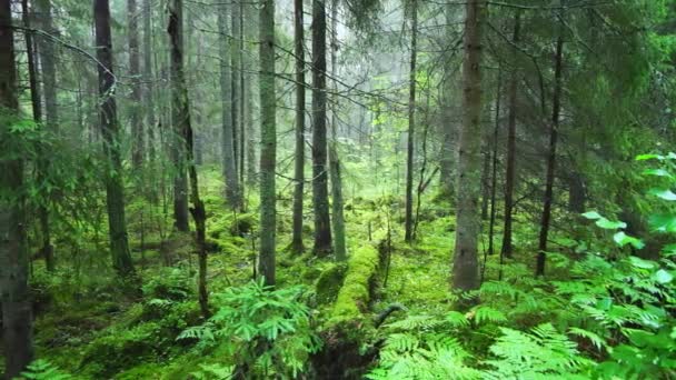 Old Protected Coniferous Forest Forest Early Morning Fallen Trees Ferns — Stock Video