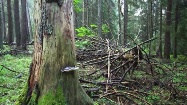 Vecchio Paesaggio Forestale Protetto Conifere Foresta Mattino Presto Con Alberi — Video Stock