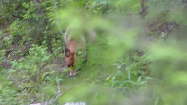 红狐狸 走在一棵倒下的树干上 文件性质 一只狐狸在森林里散步 高质量的4K镜头 — 图库视频影像