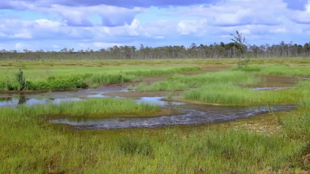 潮湿的沼泽景观 阳光灿烂的日子里 一片沼泽的风景 Prores镜头 高质量的4K镜头 — 图库视频影像