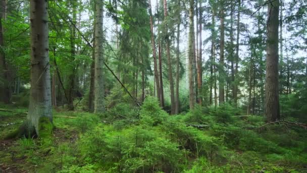 Stary Chroniony Las Iglasty Las Wczesnym Rankiem Upadłymi Drzewami Europejski — Wideo stockowe