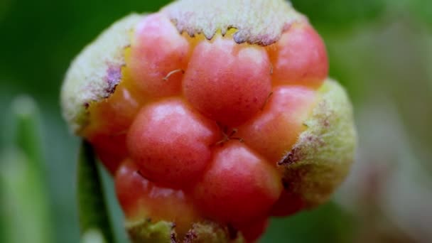 Cloudberry Rubus Chamaemorus Primo Piano Pianta Paludosa Filmati Alta Qualità — Video Stock
