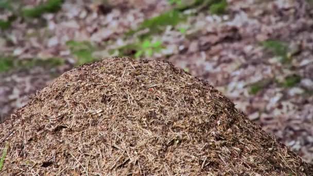 アンシル アリの巣の閉鎖 夏の森の大きなアリの丘 高品質の4K映像 — ストック動画