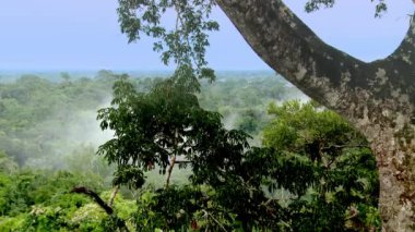 Amazon yağmur ormanlarında büyük yaşlı bir ağaç. Kuş bakışı görüş. Amazon yağmur ormanlarının güzel manzarası, Yasuni Ulusal Parkı, Ekvador. Güney Amerika. Yüksek kaliteli FullHD görüntüler