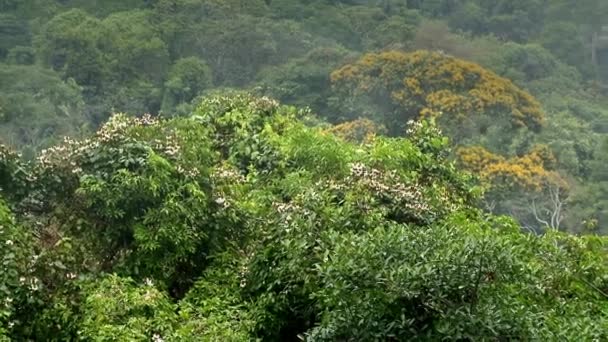 アマゾン熱帯雨林の美しい風景 ヤスニ国立公園 エクアドル 南アメリカ 高品質のフルHd映像 — ストック動画
