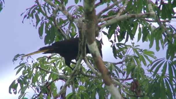 Gros Plan Oiseau Dans Forêt Amazonienne Parc National Yasuni Équateur — Video